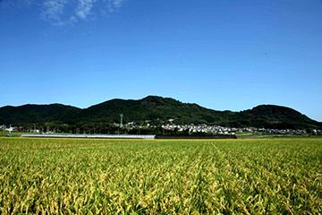 青空の下に緑の田んぼが一面に広がっている写真