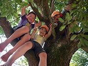 木に三人の子どもが登って幹に座っていて、顔を下にのぞかせている写真