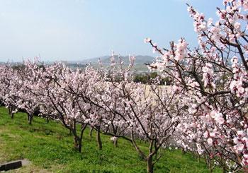 丘の斜面にたくさんのあんずの木がありピンクの花が満開に咲いている写真