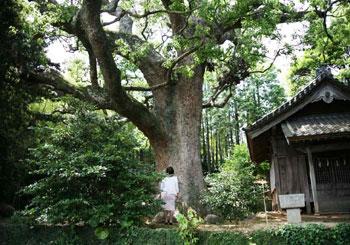 大きなくすの木を眺めている女性がおり、横に小さな神社の境内がある写真