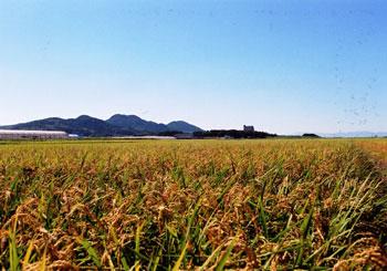 広大な稲穂畑が続いている勝浦の田園風景の写真