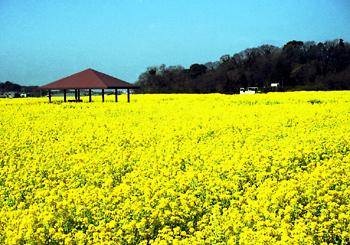 一面黄色に彩られた菜の花畑の写真