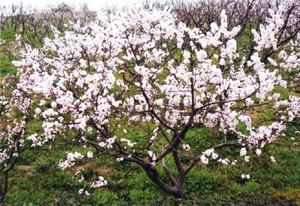 満開に咲いている1本のあんずの木の写真