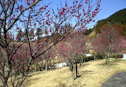 赤い梅の花が咲いている木々の写真