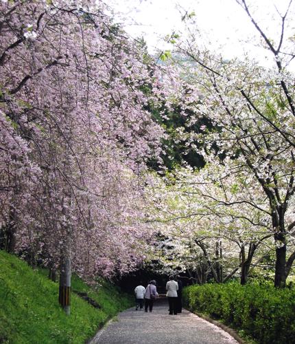 歩道の横に満開の花が咲いているしだれ桜と歩道を歩いている4人の人の写真