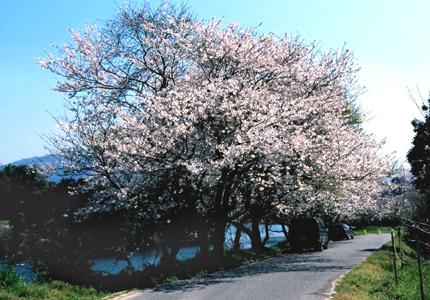 道路左側に満開に咲いた桜の木が奥へと続いている写真