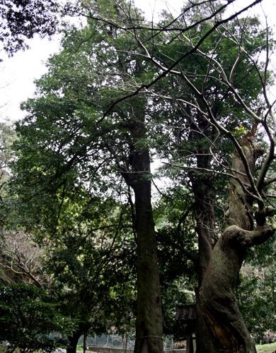 中央にまっすぐに伸びた高い木と、その横に幹がねじれている大きな木が写っている写真