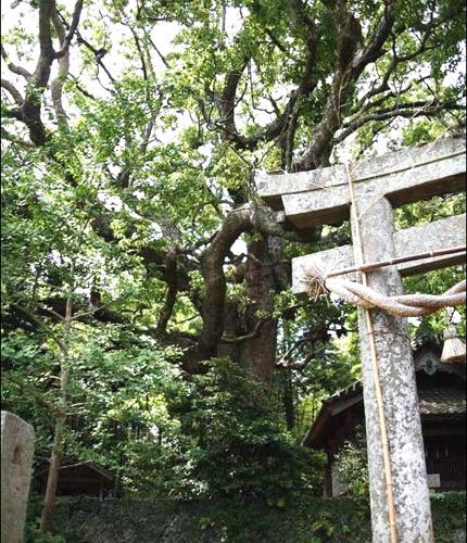 大きなくすの木と横に鳥居の一部が写っている写真