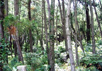 草や木が茂る松林の中の写真