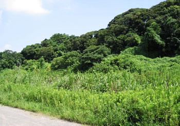 緑が生い茂っている竹尾緑地の写真