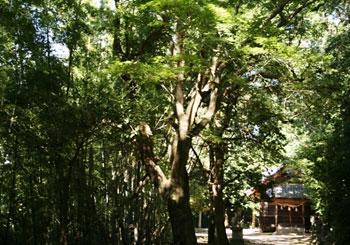 緑の葉を沢山つけた大椛の木と奥に神社が見えている写真