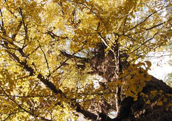 黄色い葉っぱを沢山つけた銀杏の木を下から見上げて写した写真
