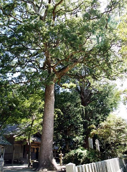 神社の境内の中にある緑の葉を付けた1本の大きな銀杏の木の写真