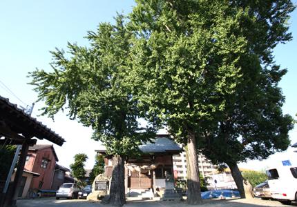 大きな2本の木に囲まれた小鳥神社の写真
