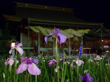 境内に咲いている菖蒲の花の写真