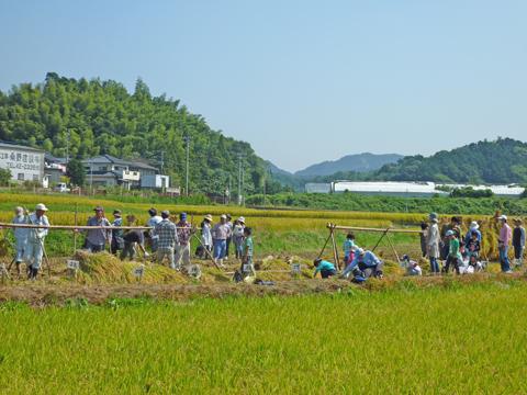 田んぼで行われている稲刈り体験に大人や子供たちなどが集まっている写真