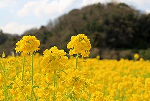 一面黄色のなの花畑の写真