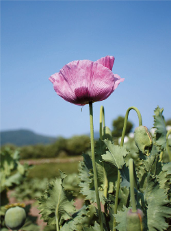 けしの花1