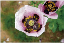 けしの花3