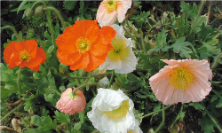 けしの花7