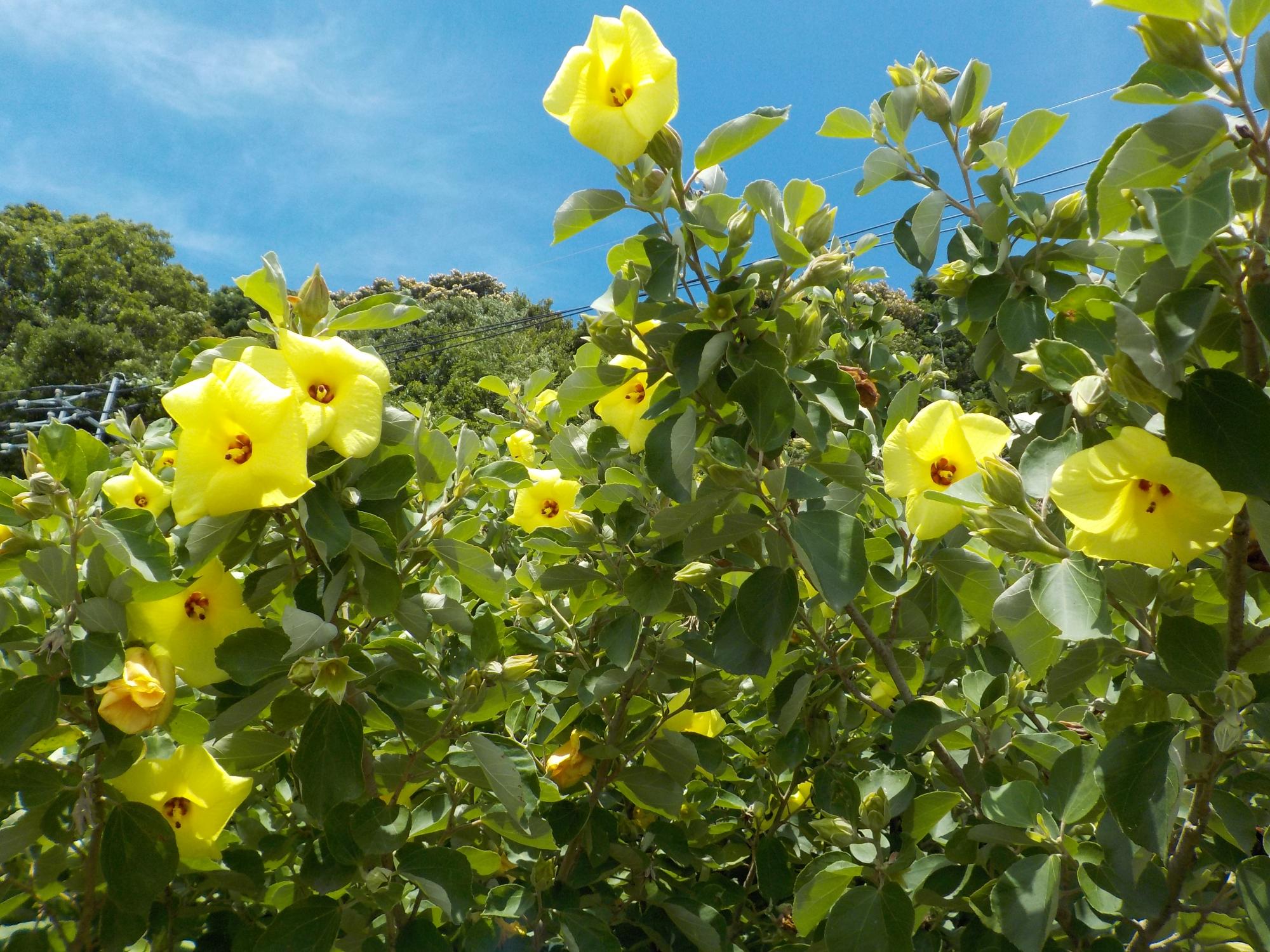 ハマボウの花が咲き誇っている様子