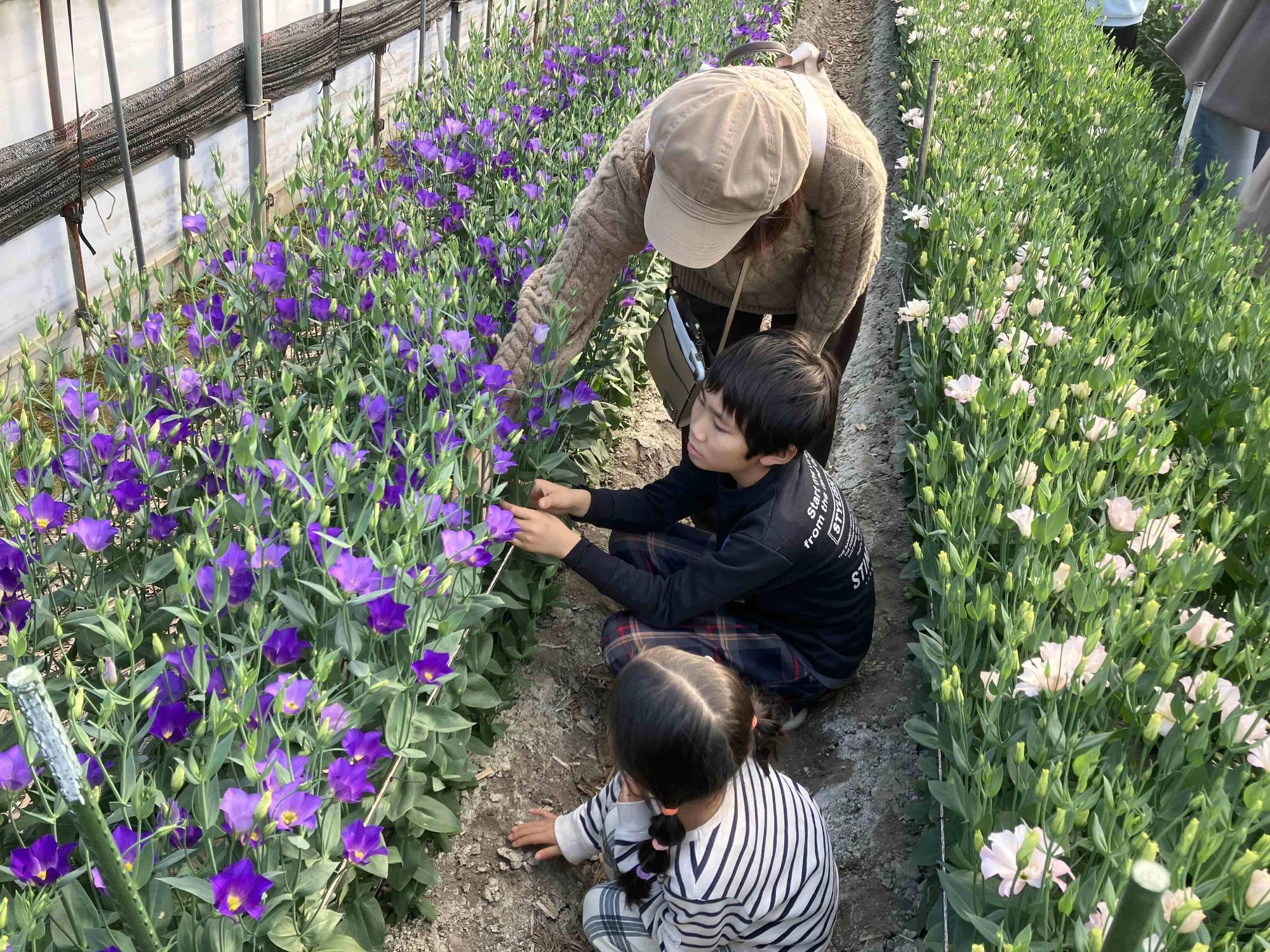 トルコギキョウ