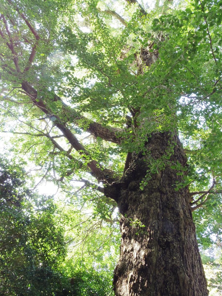 樹齢約500年の大きなイチョウの木の写真