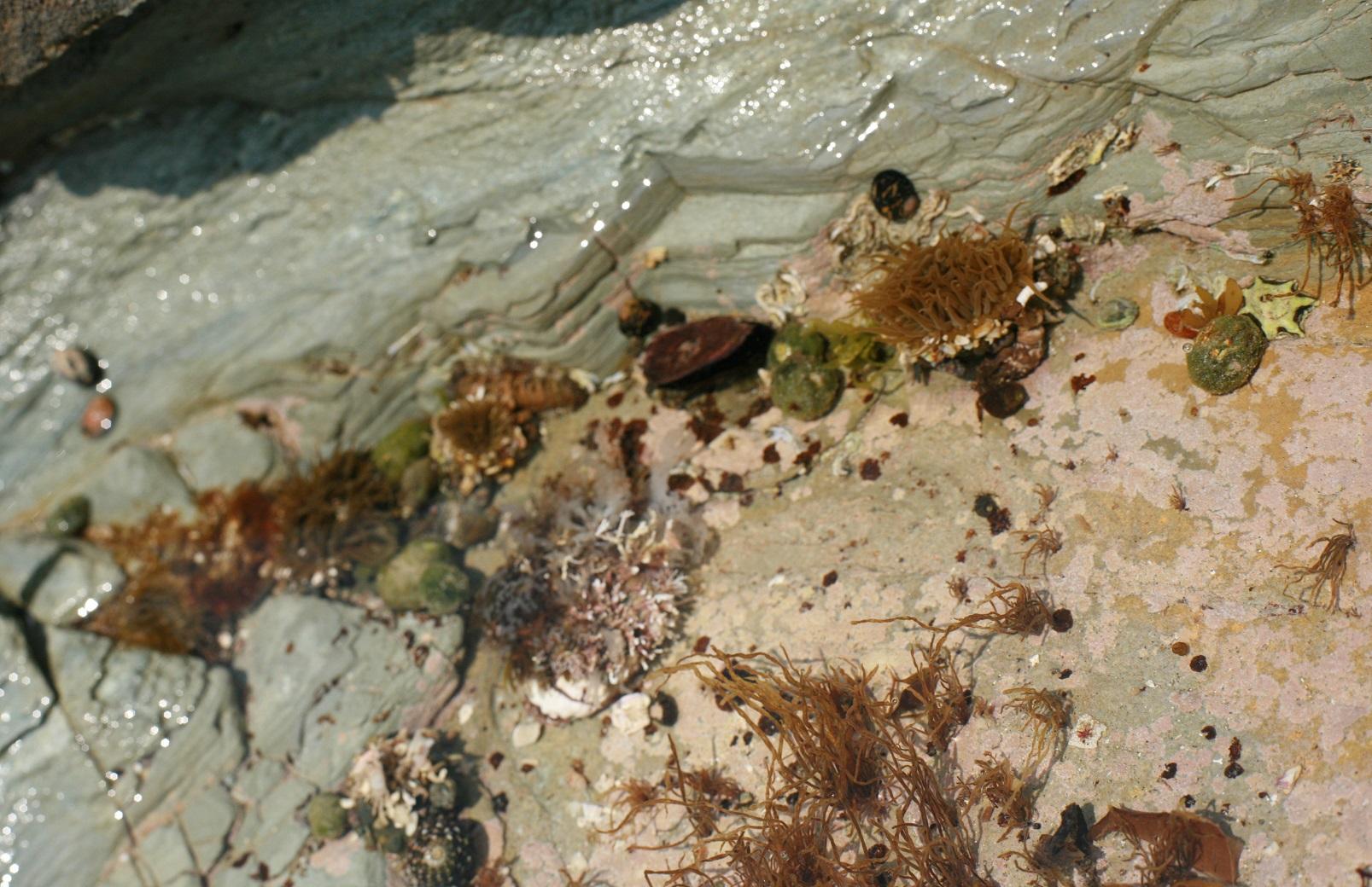 2色の岩の潮だまりに、ヤドカリやイソギンチャクなど海辺の生き物が集まっている写真