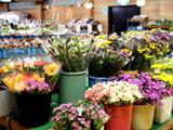 花の種類ごとにバケツに入って売られている切り花コーナーの写真