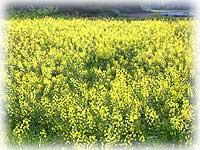 西郷川花園で黄色い菜の花が咲き誇っている写真