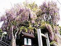 道の所に階段があり、そこに樹齢100年の藤の木に花が咲いている写真