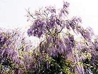 藤の木が開花している所を下から撮影している写真