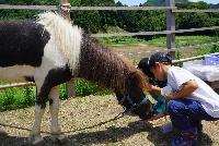 【福津暮らしの旅】おやつをあげる少年と食べる馬の写真