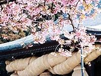 宮地嶽神社境内に桜が咲き誇っている写真