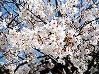 白い色の桜の花が咲き誇っている写真