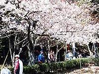 大きな桜の木に美しい桜の花が開花しており、人々が見物している写真