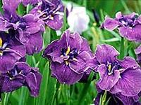 鮮やかな紫色に咲き誇っている菖蒲の花の写真