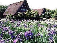 紫色した菖蒲（しょうぶ）花畑の後方に民家村自然広苑が写っている写真
