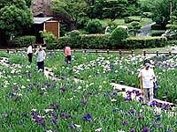 辺り一面に美しい菖蒲の花が咲いており、人々が見物している写真