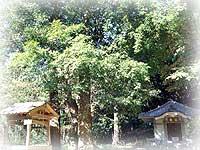 ナギの木の巨木が立っていて、木々から陽光が照らされている勝宝寺跡の写真