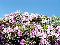 青空の下偲ヶ丘のつつじがピンクの花を咲かせている写真