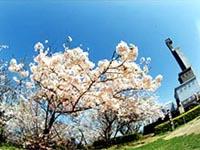 青空の下、桜が満開の写真をアップで撮影している写真