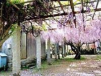 善福寺の藤が屋根なしの建物から綺麗にぶら下がっている写真