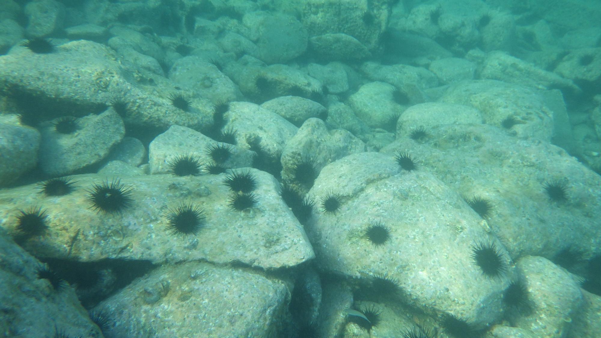 環境の変化で大量発生したウニ